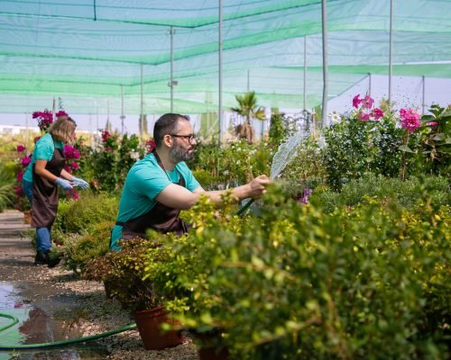 Gardeners in aprons growing plants in greenhouse, using hose for watering. Man in apron with splashes of water. Gardening job concept